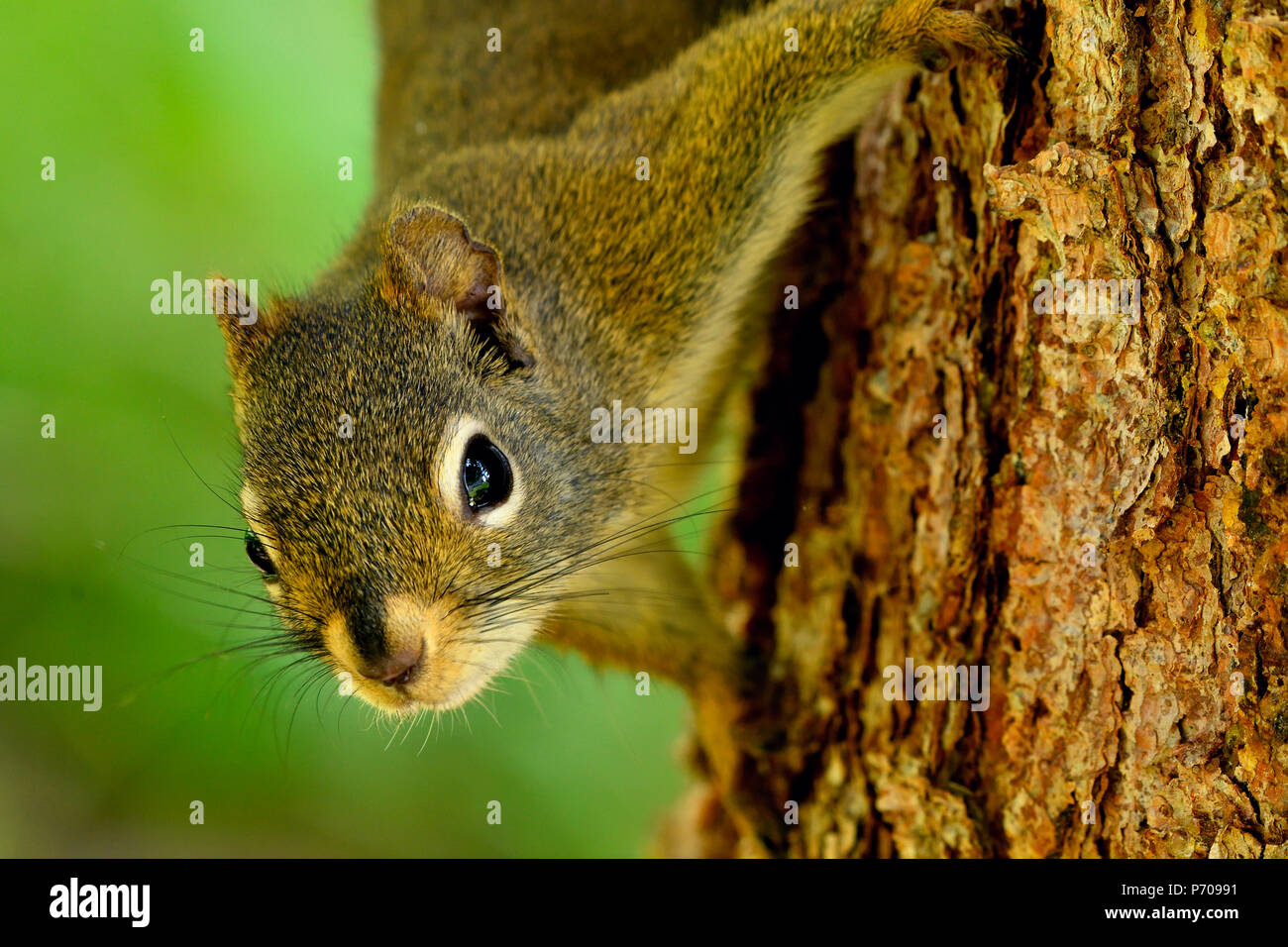 Uno scoiattolo rosso 'Tamiasciurus hudsonicus'' salendo sul tronco di un albero di abete rosso Foto Stock