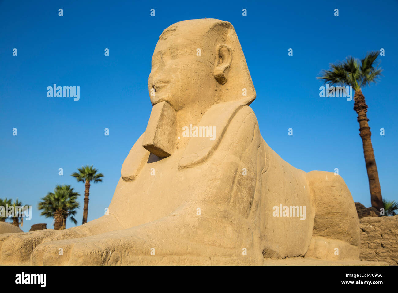 Egitto Luxor Tempio di Luxor, Avenue di Spinxes Foto Stock