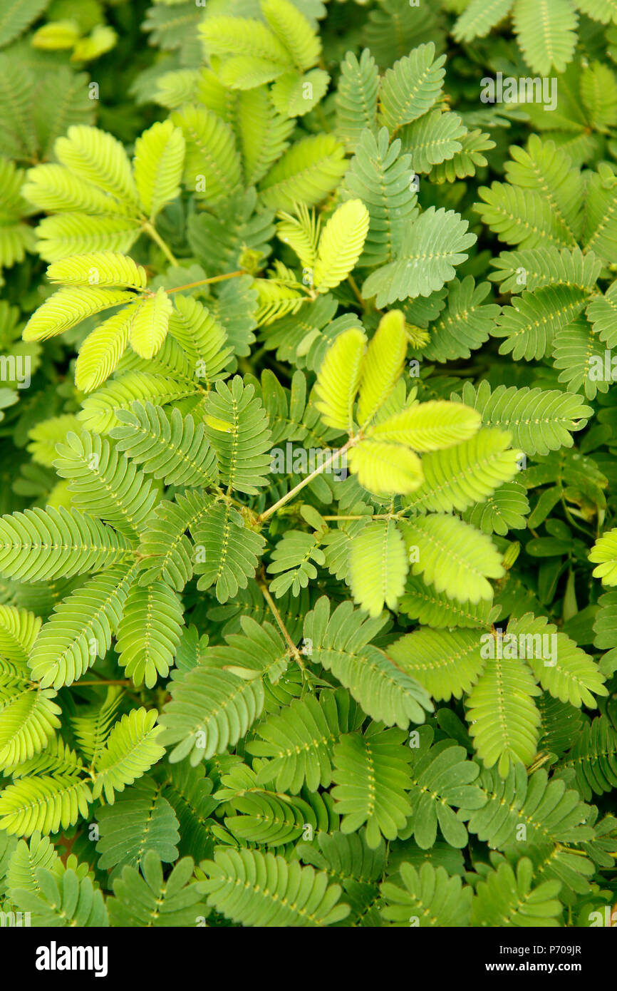 Impianto sensibili. La Mimosa pudica. Foto Stock