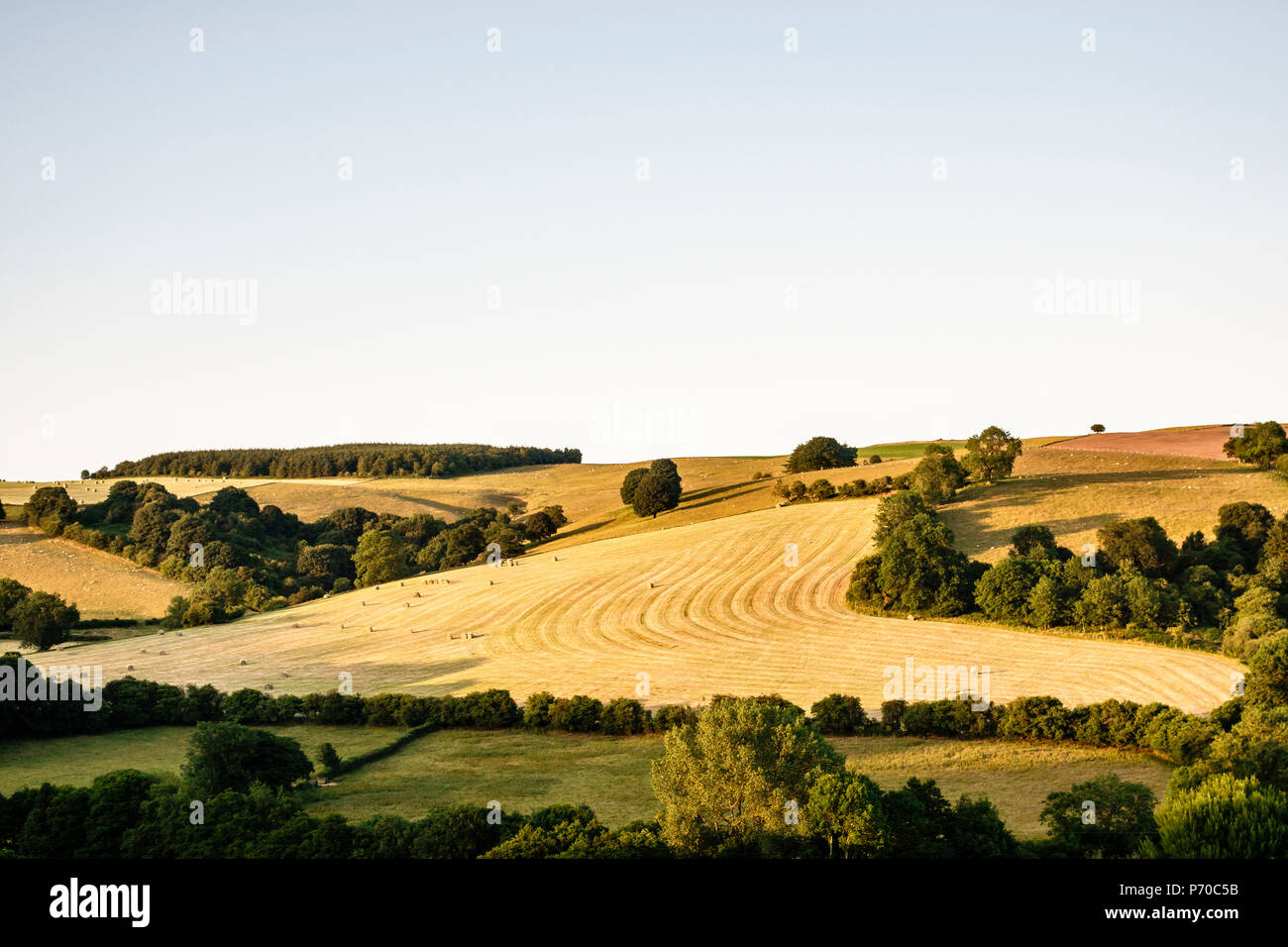 Il raccolto nei pressi di Knighton, Powys, Regno Unito. Una vista estiva di Stonewall Hill, dal lato gallese - il confine tra Galles e Inghilterra corre lungo il vertice Foto Stock