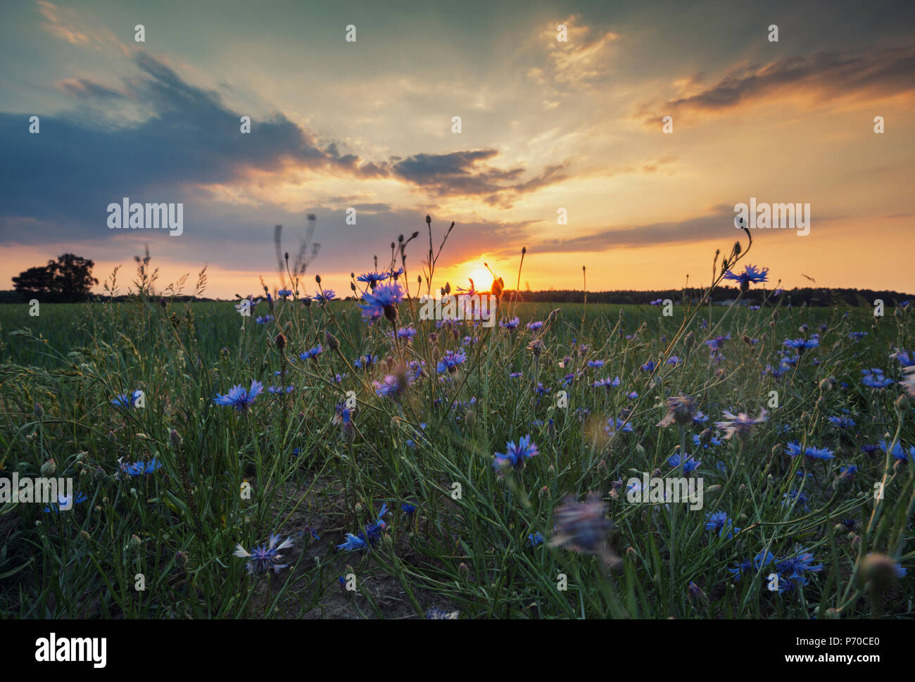 Caldo arancio tramonto nuvole sopra di fiordaliso selvatico prato in Polonia, Europa Foto Stock