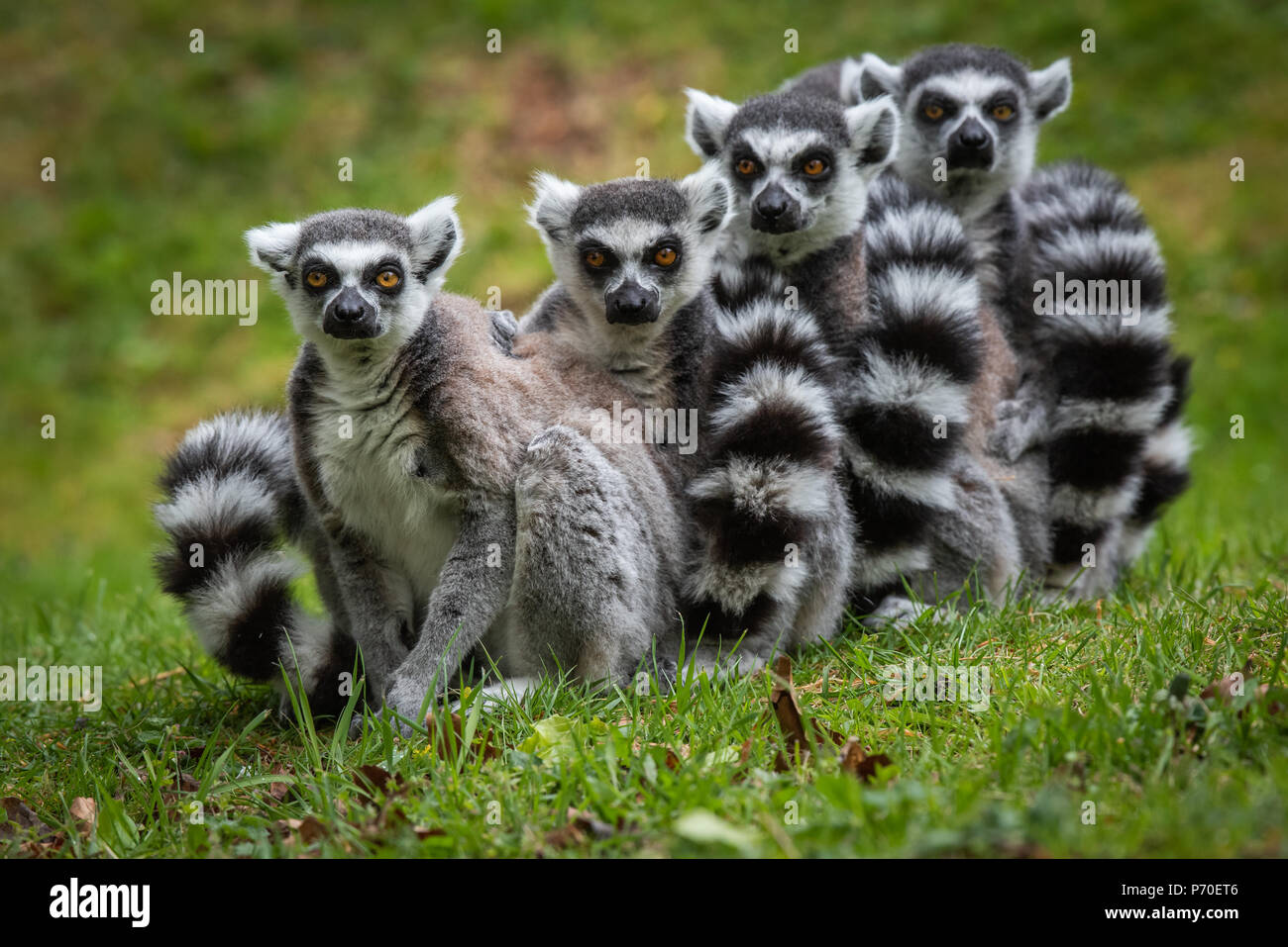 Una famiglia di anello Tailed lemuri allineando per il fotografo Foto Stock