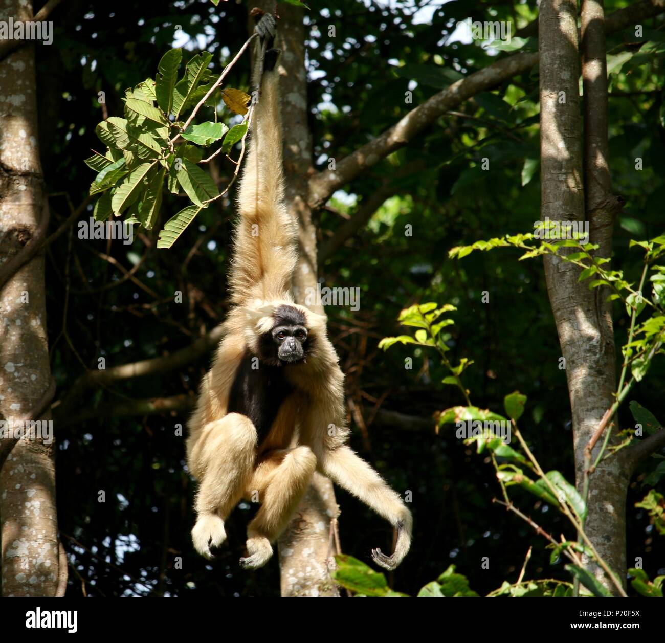 Wild gibbone scimmia nella giungla della Cambogia oscillante ed appendere in alberi Foto Stock