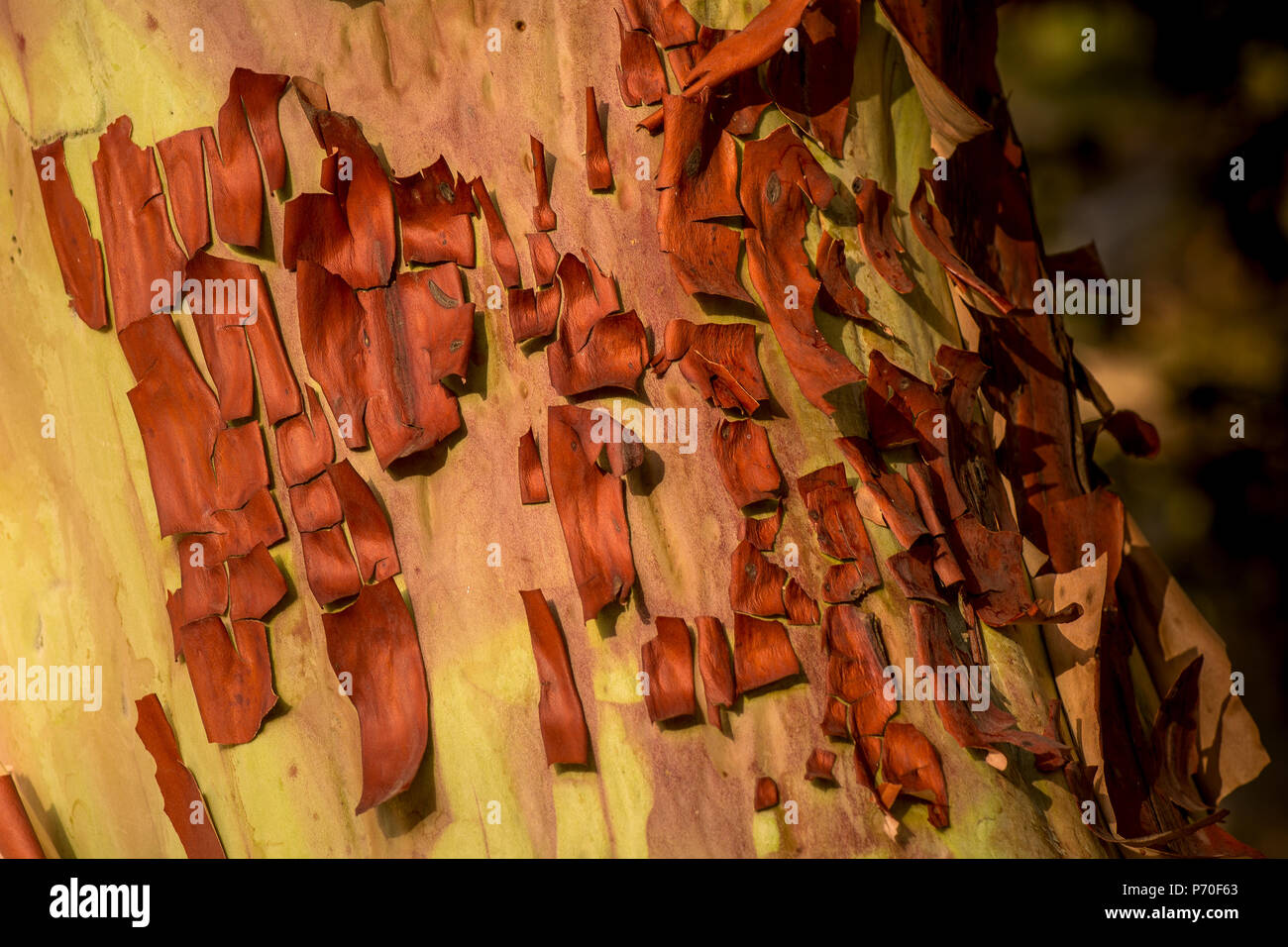 La corteccia di un Pacific madrone, Arbutus menziesii - texture di sfondo o Foto Stock