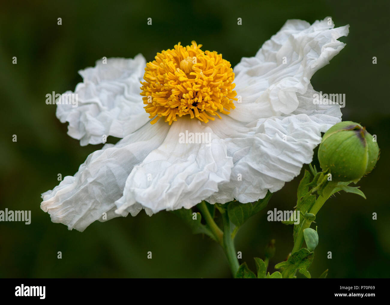Matilija papavero, Romneya, fiore, in natura in California, visto dal lato contro lo sfondo di colore verde Foto Stock