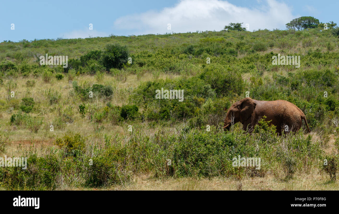 Elephant passeggiate nella foresta di erba lunga e alberi Foto Stock