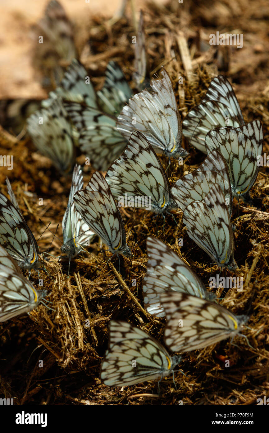 Nero e blu farfalle insieme su un pezzo di sterco Foto Stock