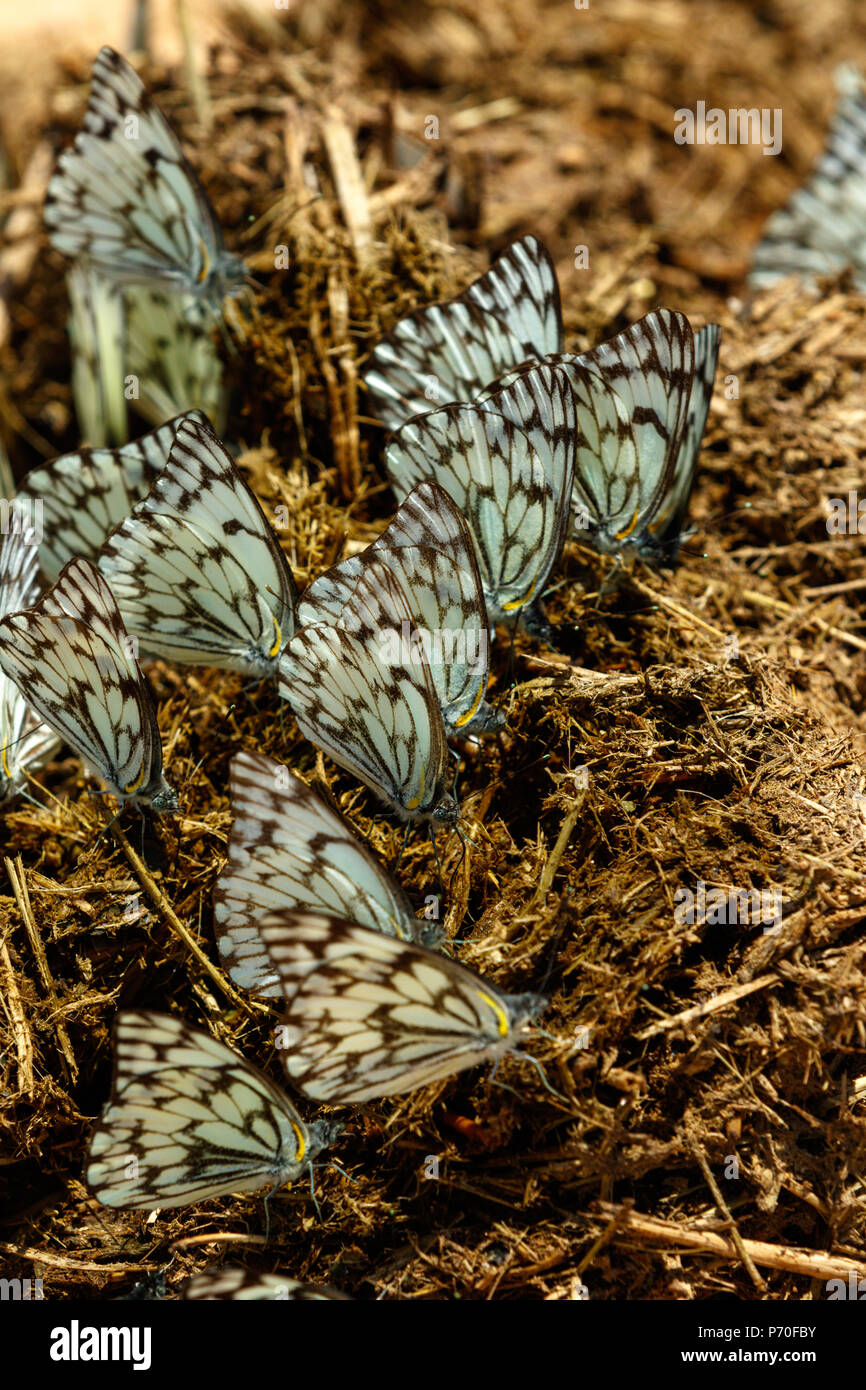 Nero e blu farfalle insieme su un pezzo di sterco secco nel campo Foto Stock