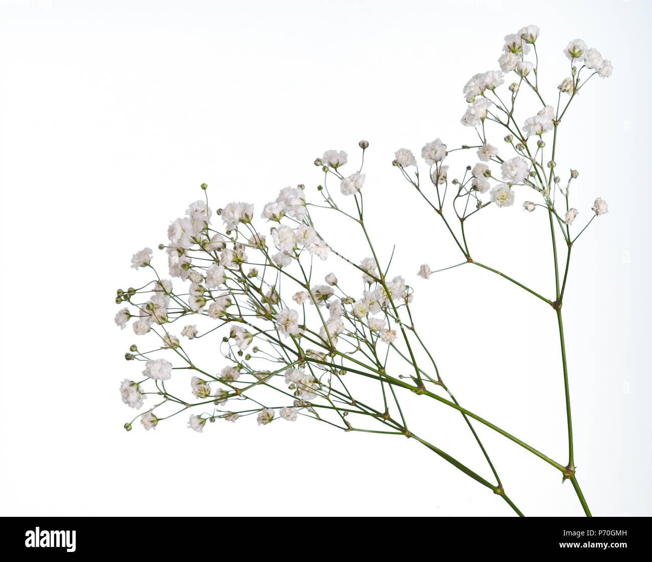 Primo piano di piccoli e bianchi gypsophila fiori isolati su bianco Foto Stock