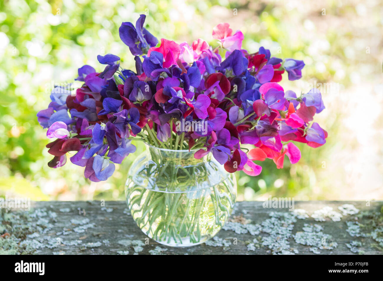 Piselli dolci - mazzetto di rosa e viola i piselli dolci in vaso di vetro sul tavolo da giardino Foto Stock
