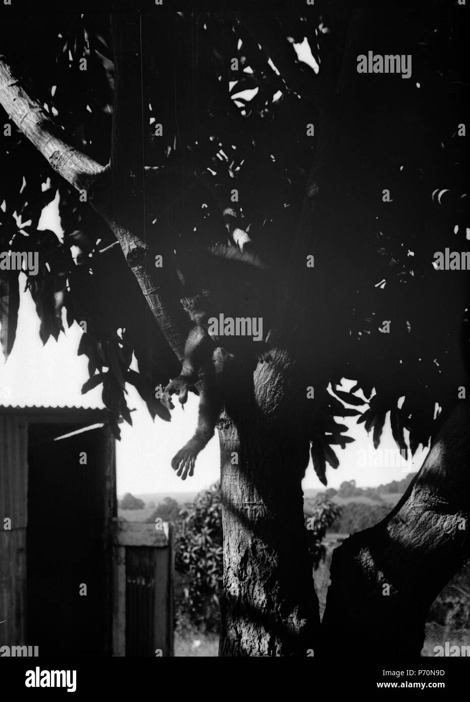 4 Apa träd i. Endast en tass syns - SMVK - 021784 Foto Stock