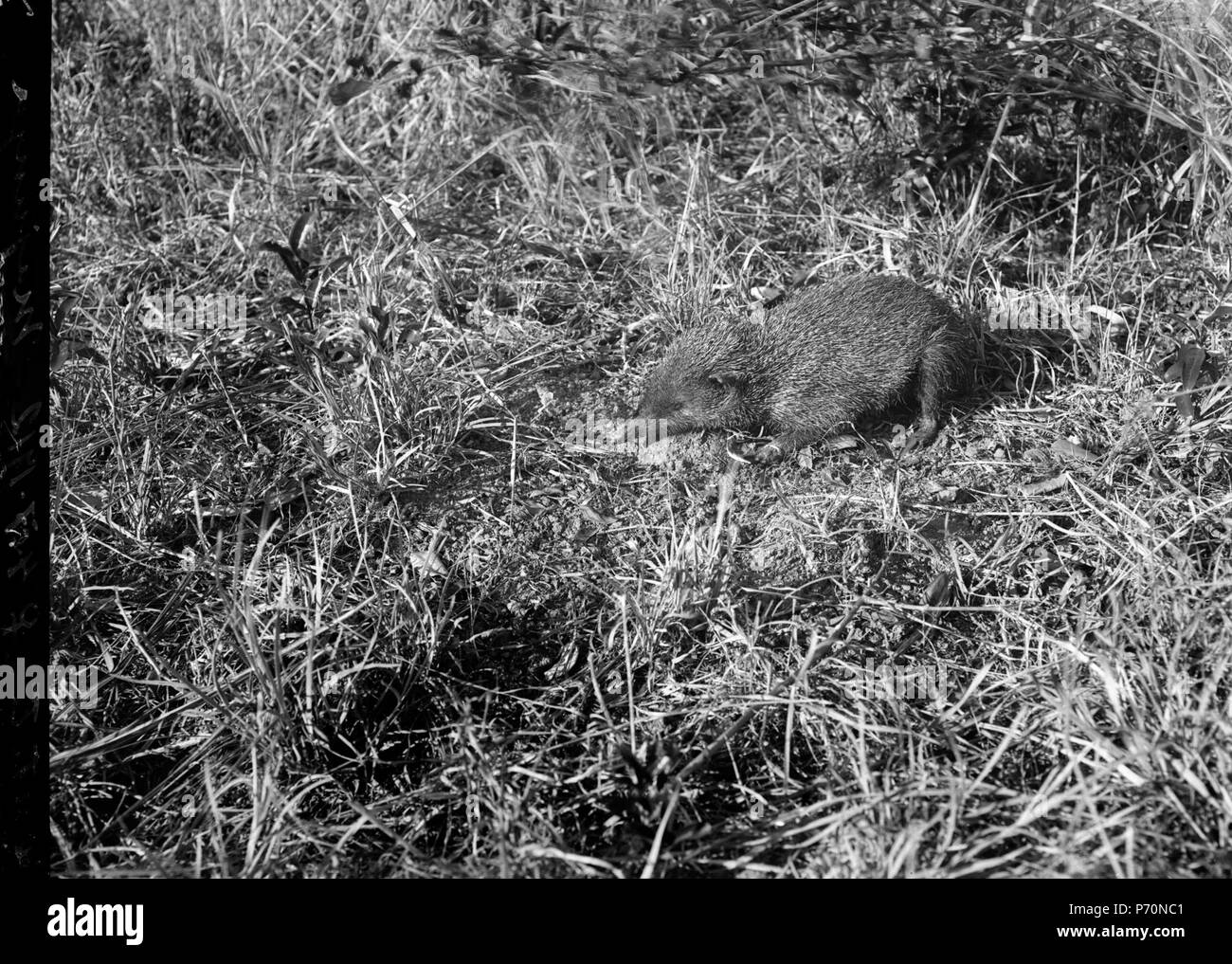 53 Tanrak (Centetes ecaudatus) förstoras 2 1-2 gång - SMVK - 021789 Foto Stock
