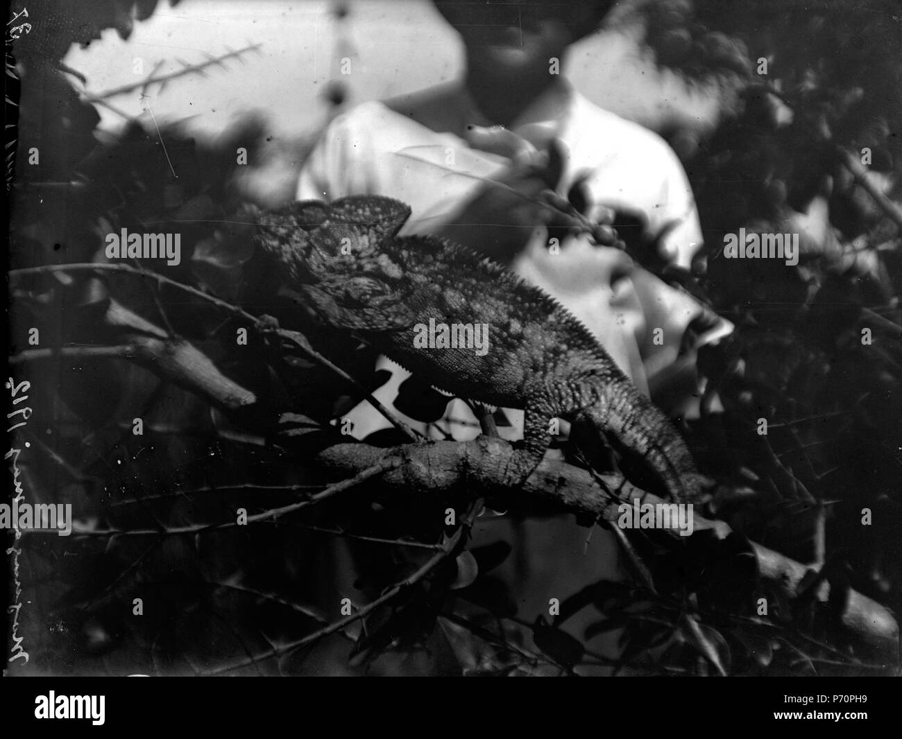 43 13743 Neg Bild 21745 Kameleont från västsidan (Cameleon verruessus) 9 cm 37. Madagascar - SMVK - 021745 Foto Stock