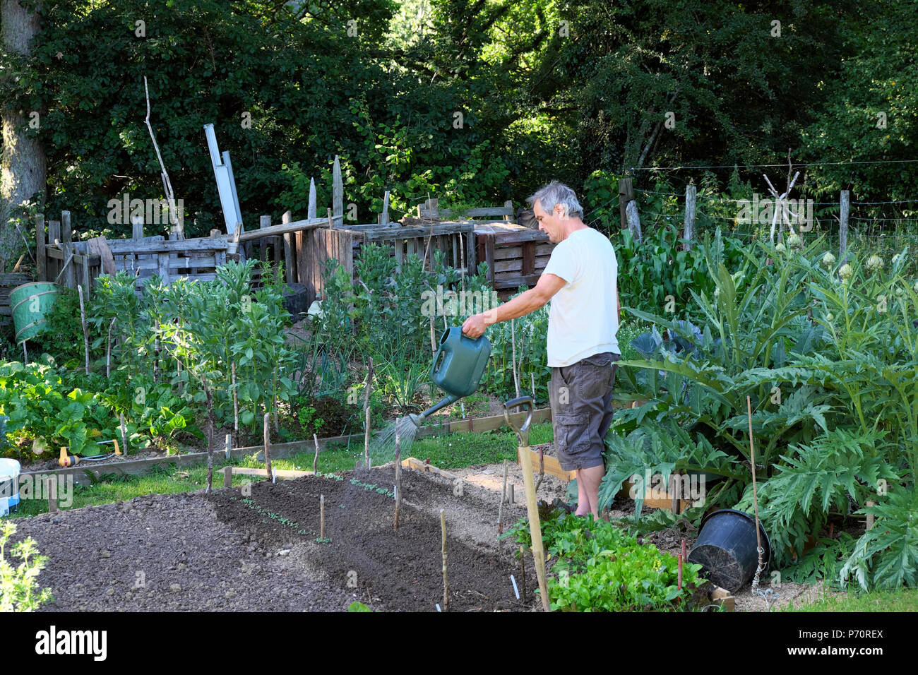 Un uomo che innaffia giovani pianta nel giardino con una piccola annaffiatura può nella sua trama di verdure nel 2018 estate ondata di calore nella rurale West Wales UK KATHY DEWITT Foto Stock