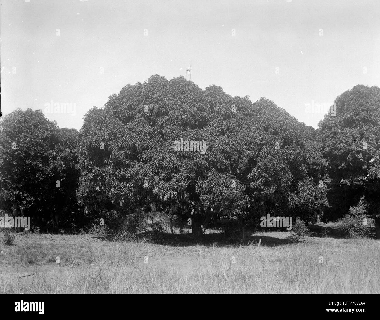 39 Manggasdunge. Majunga, Mahajanga. Madagascar - SMVK - 021990 Foto Stock