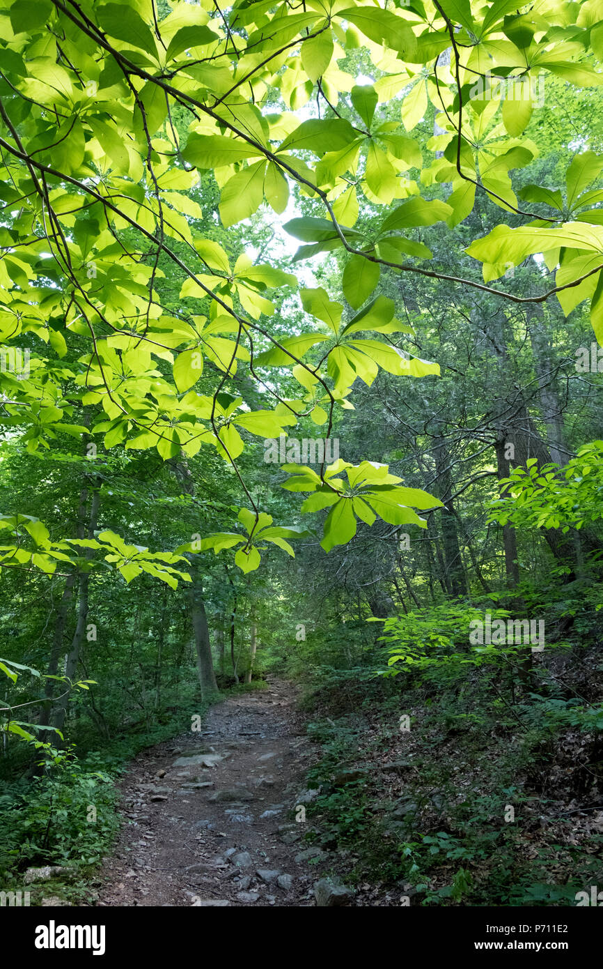 Wissahickon Valley Park percorso escursionistico in Northwest Philadelphia vicino a Chestnut Hill , Pennsylvania, STATI UNITI D'AMERICA Foto Stock