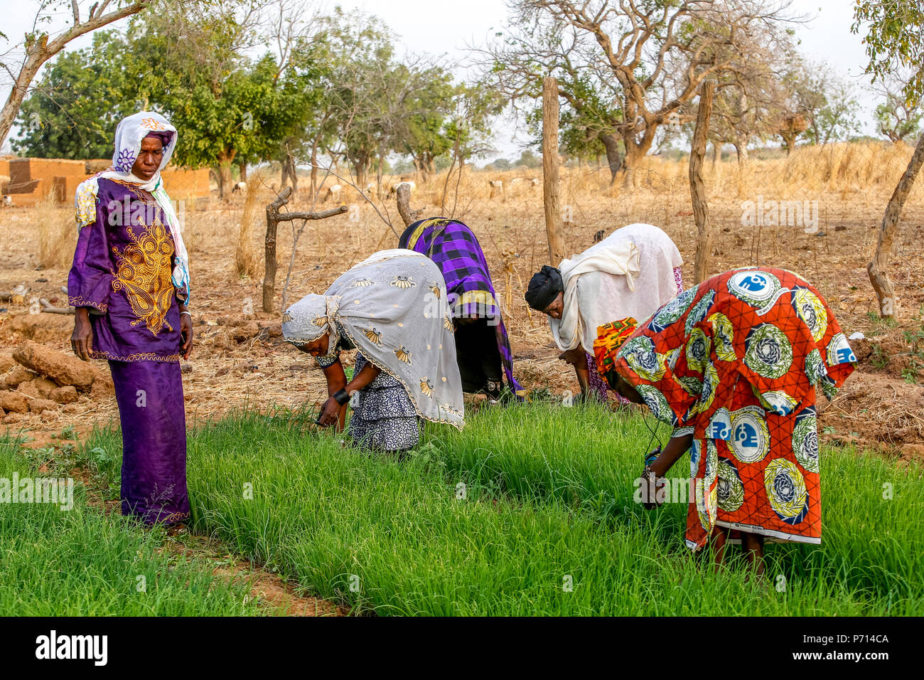 I membri di una cooperativa al lavoro in un orto, UBTEC ONG in un villaggio nei pressi di Ouahigouya, in Burkina Faso, Africa occidentale, Africa Foto Stock