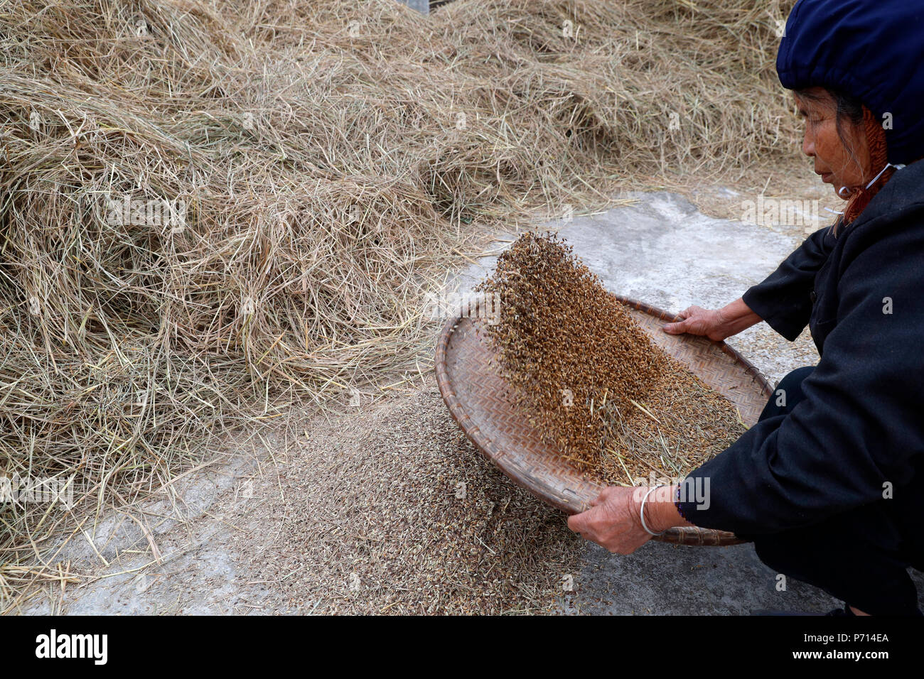 Donna di spulatura riso, Lang Son, Vietnam, Indocina, Asia sud-orientale, Asia Foto Stock