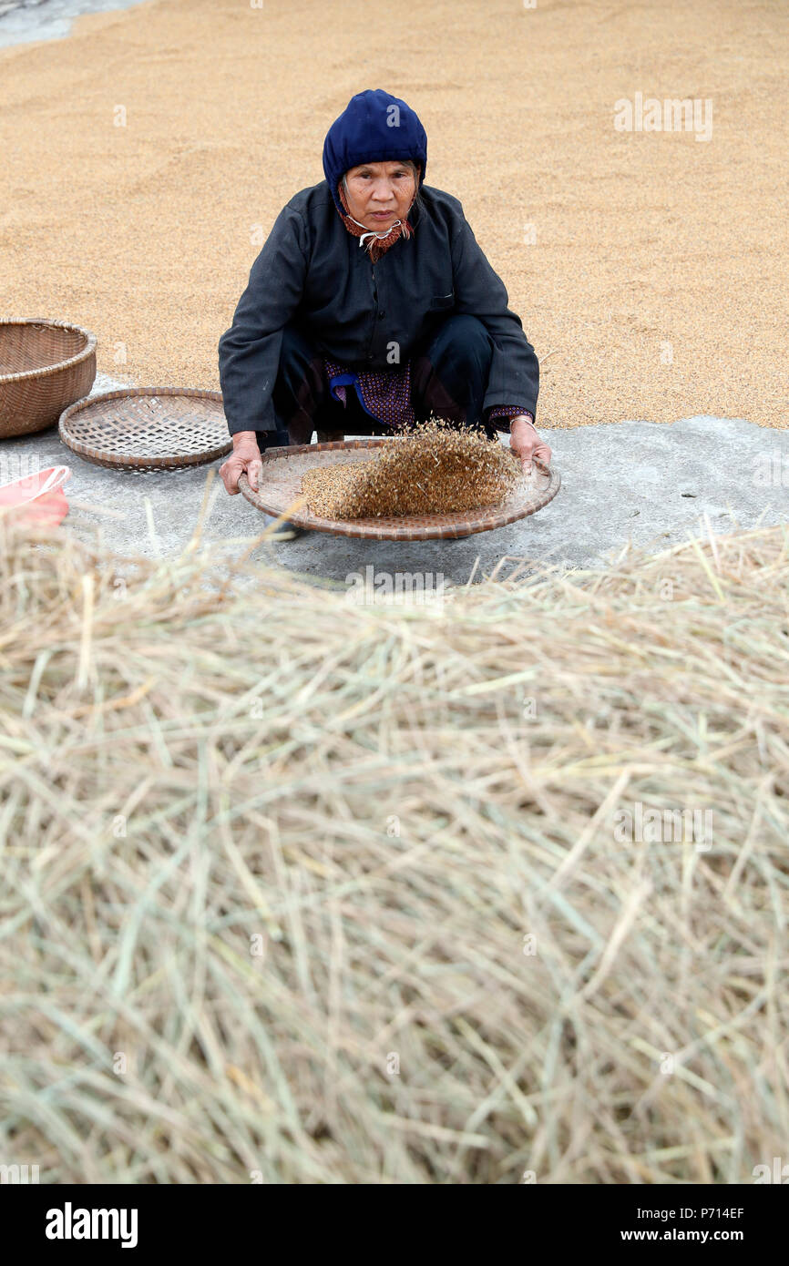 Donna di spulatura riso, Lang Son, Vietnam, Indocina, Asia sud-orientale, Asia Foto Stock