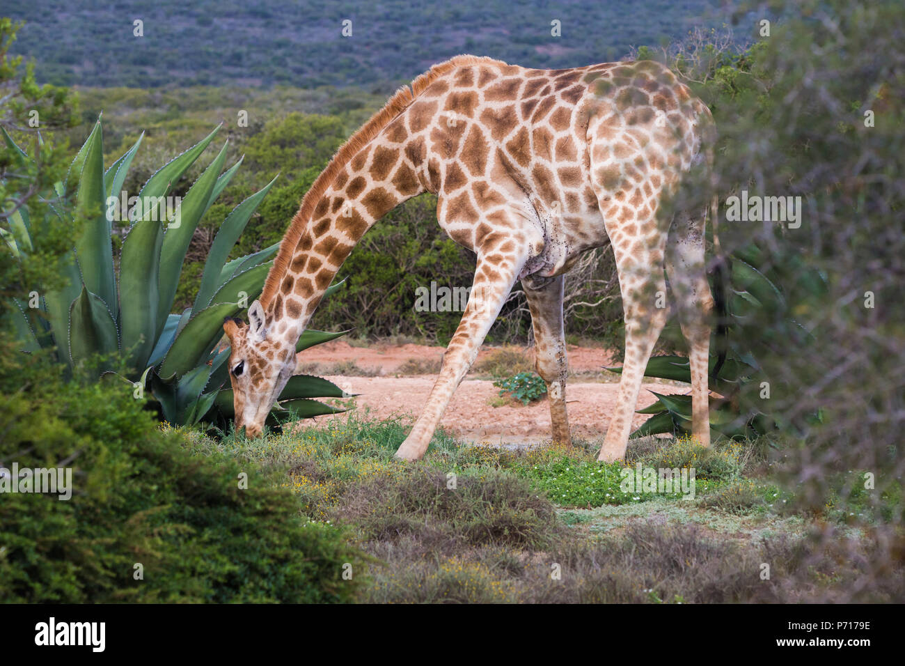 Un adulto sudafricano o giraffa del Capo (G.g.giraffa) con le gambe divarate mangiare intorno ad una pianta di aloe nella selvaggia del Sudafrica Foto Stock