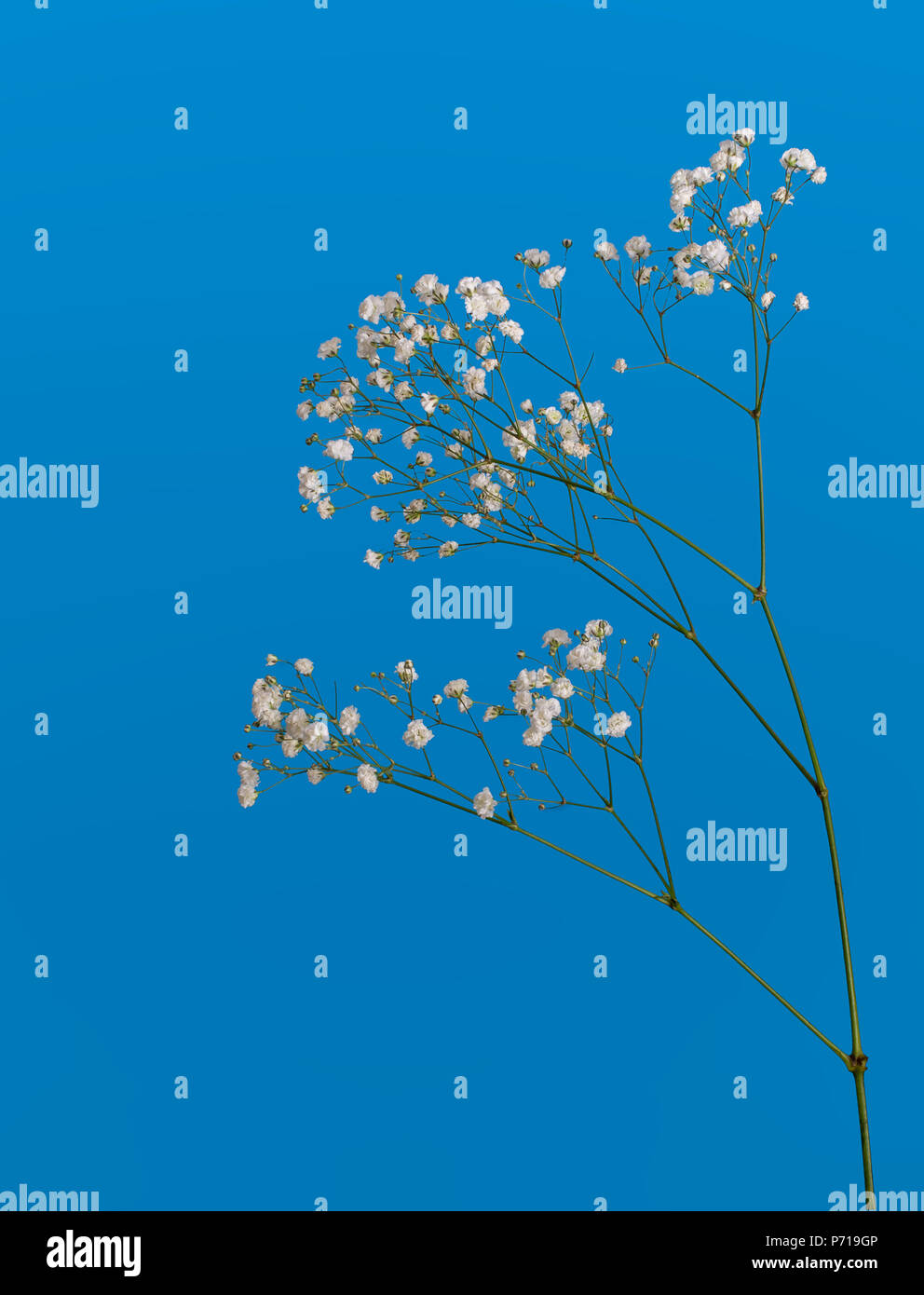 Rametto di Gypsophila, piccoli fiori bianchi, sul bellissimo sfondo blu. Foto Stock