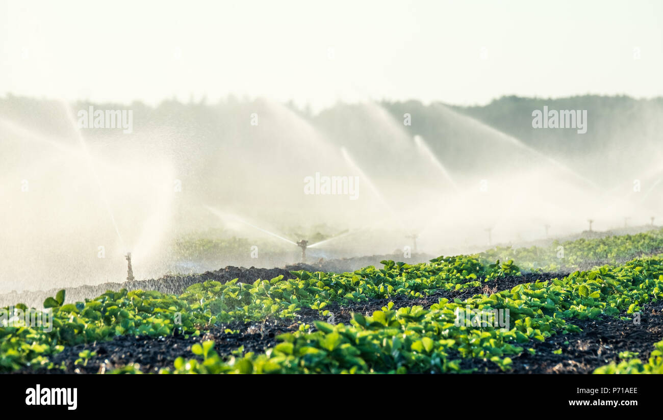 Sprinkler acqua per irrigare il campo per far crescere il raccolto migliore Foto Stock