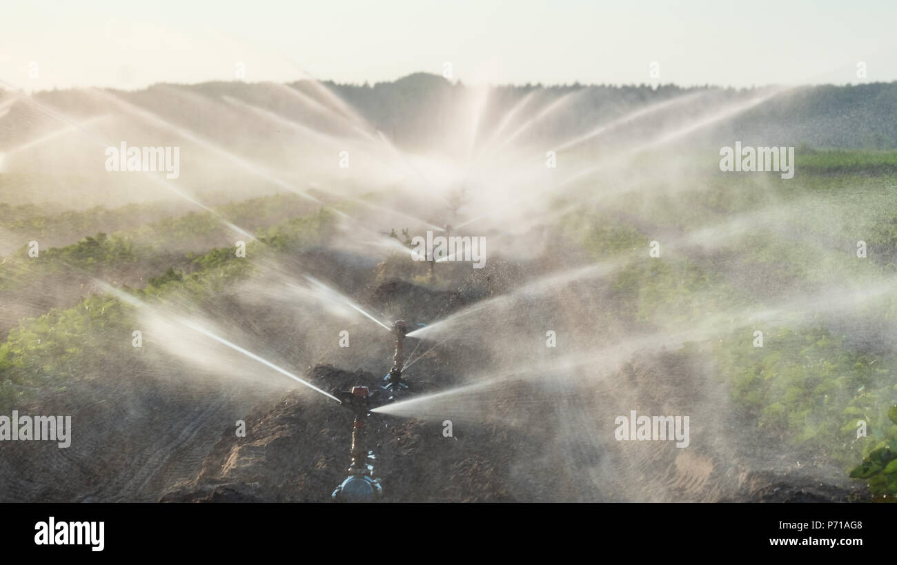 Sprinkler acqua per irrigare il campo per far crescere il raccolto migliore Foto Stock