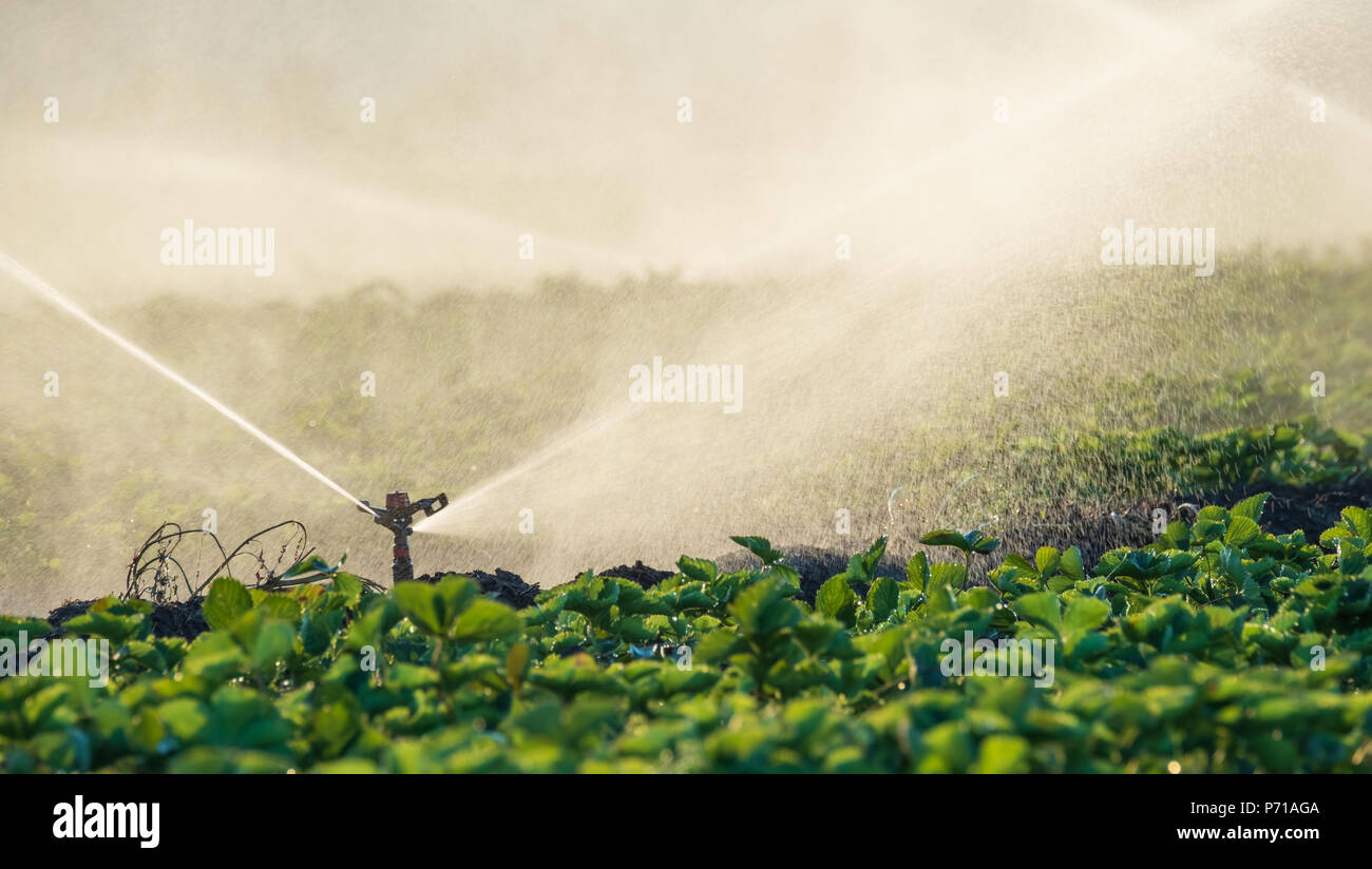 Sprinkler acqua per irrigare il campo per far crescere il raccolto migliore Foto Stock