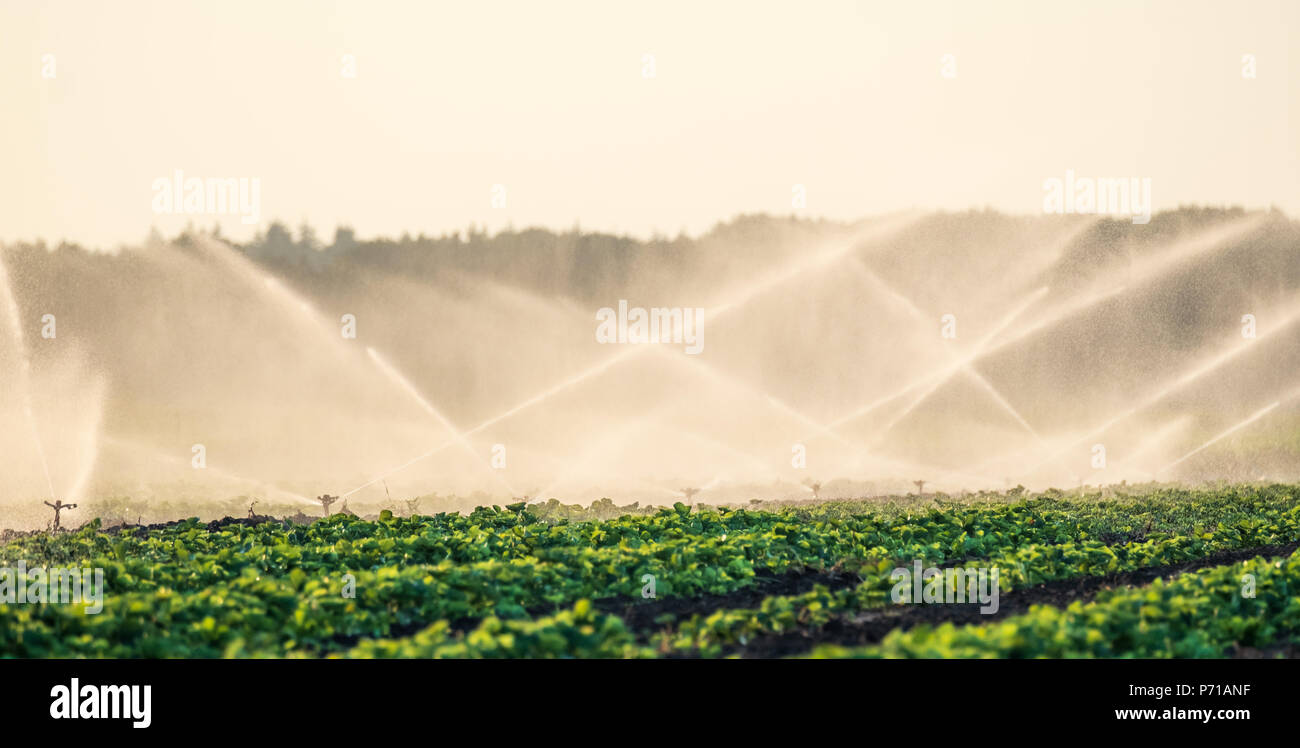 Sprinkler acqua per irrigare il campo per far crescere il raccolto migliore Foto Stock