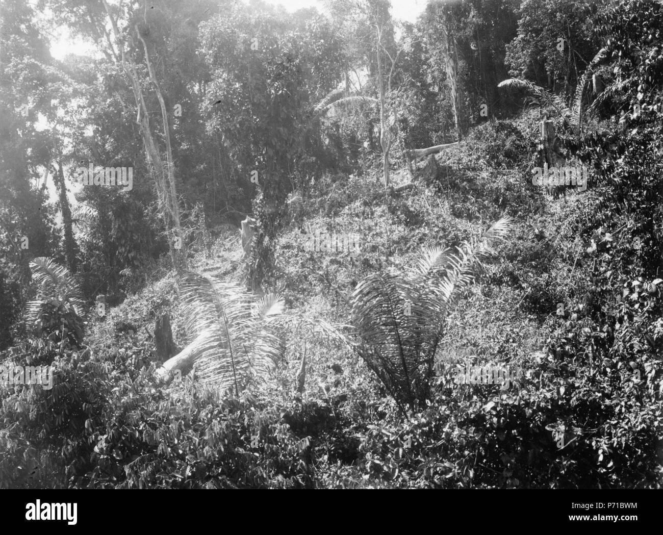 37 Kullen på vilken byn Boladangko ligger samt templet (lobo) ho byn. 2 fotos - SMVK - 010706 Foto Stock