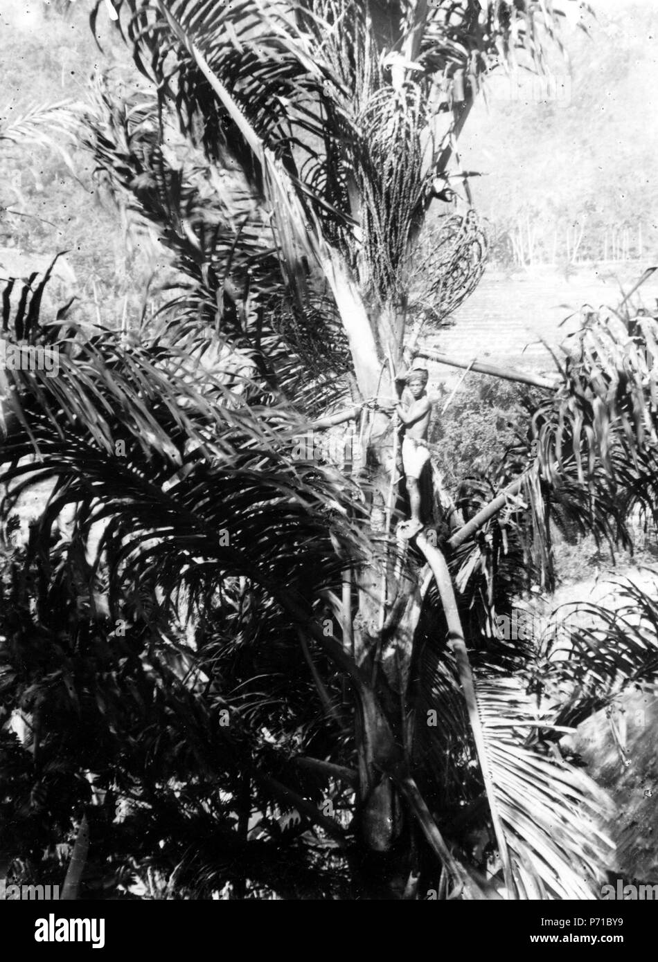 52 Sockerpalm (Arenga Saccarifora) ur vilken infödingarna tappa sitt palmvin - SMVK - 000332 Foto Stock