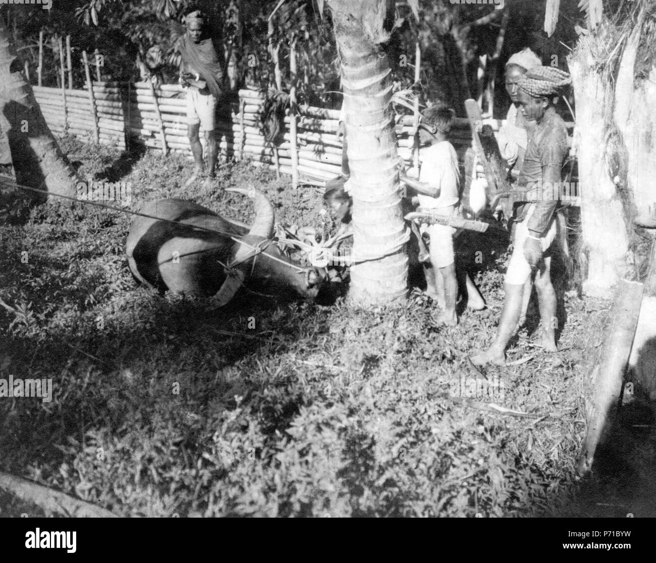 9 En kullkastad buffel fastbindes som för att skäktas - SMVK - 000328 Foto Stock