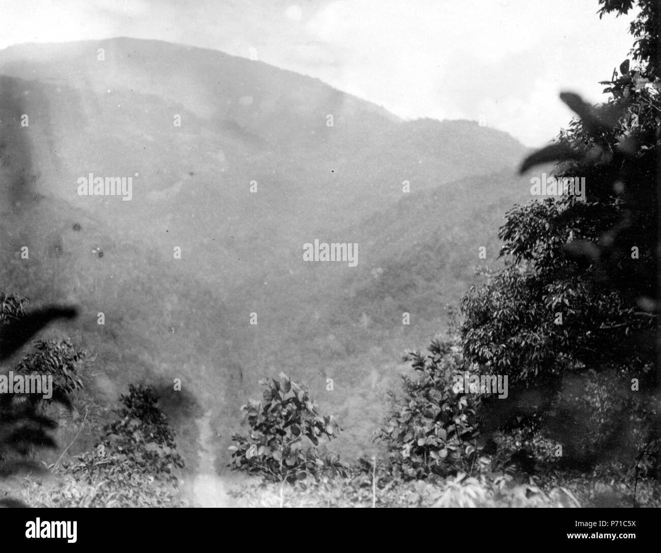 37 Koro-dalen seme från Mama-berget. Sulawesi. Indonesien - SMVK - 010791 Foto Stock