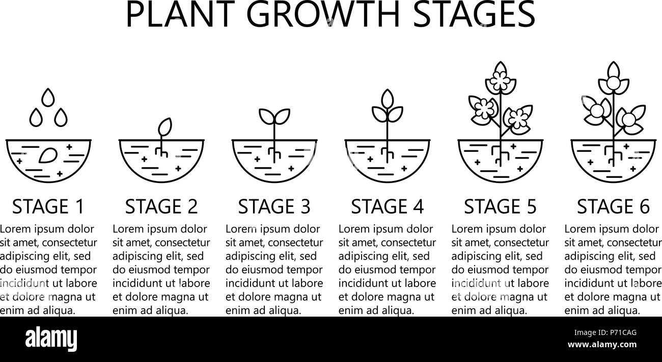 La crescita di pianta fasi infographics. Line art icone. Impianto modello di istruzione. Lo stile lineare illustrazione isolato su bianco. La piantagione di frutta, vegetab Illustrazione Vettoriale
