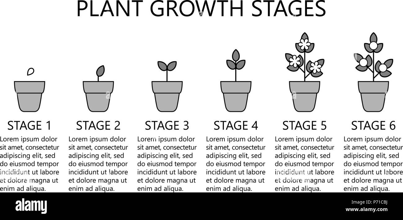 La crescita di pianta fasi infographics. Line art icone. Impianto modello di istruzione. Lo stile lineare illustrazione isolato su bianco. La piantagione di frutta, vegetab Illustrazione Vettoriale
