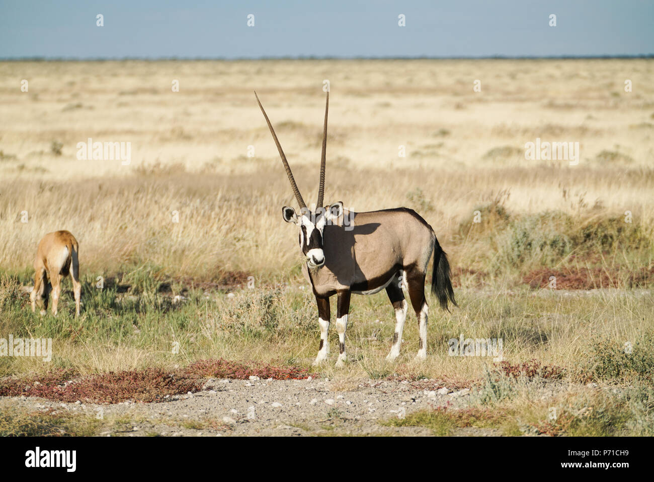 Oryx nel paesaggio della Namibia in Etosha National Park con erba nel mese e nelle vicinanze di vitello Foto Stock