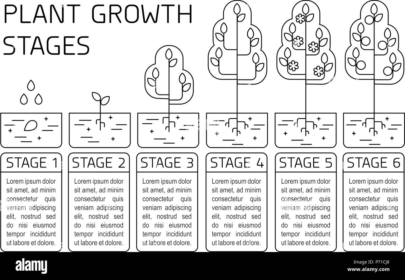 La crescita di pianta fasi infographics. Line art icone. Impianto modello di istruzione. Lo stile lineare illustrazione isolato su bianco. La piantagione di frutta, vegetab Illustrazione Vettoriale