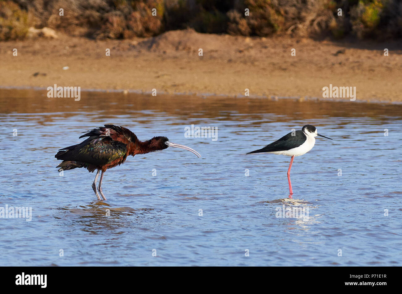 Ibis lucido (Plegadis falcinellus) e black-winged stilt (Himantopus himantopus) in Salt Marsh (Parco Naturale di Ses Salines,Formentera,Baleric isole) Foto Stock