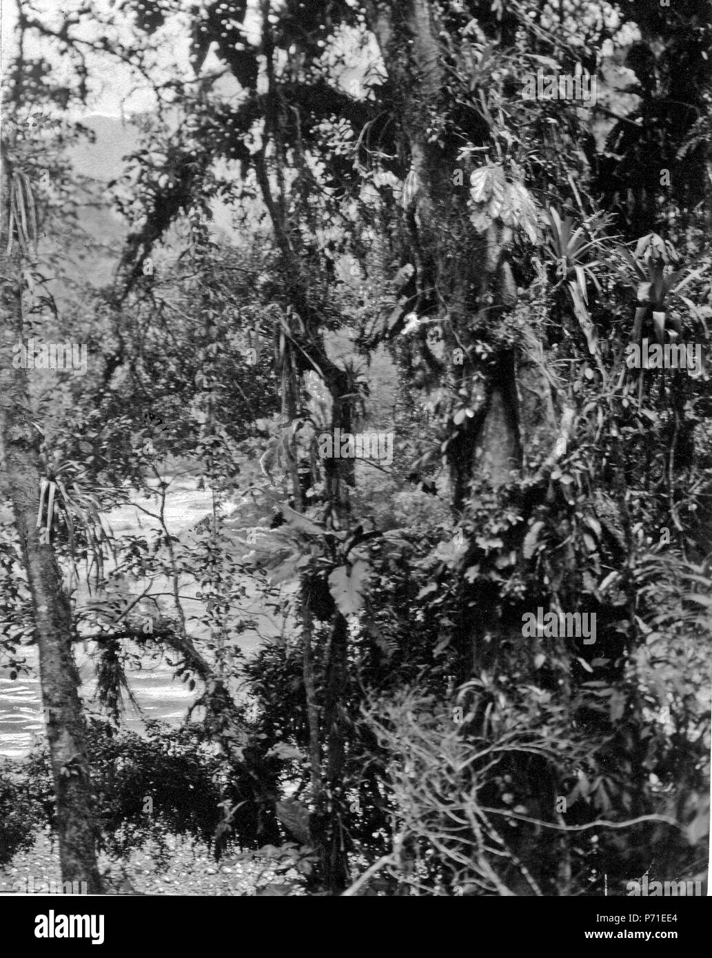 223 Urskogsbild. Lokal, Vägen mellan S-una Rosa och Cochabamba Bolivia. Stam, -Yuracáre-. Beni - SMVK - 005573 Foto Stock