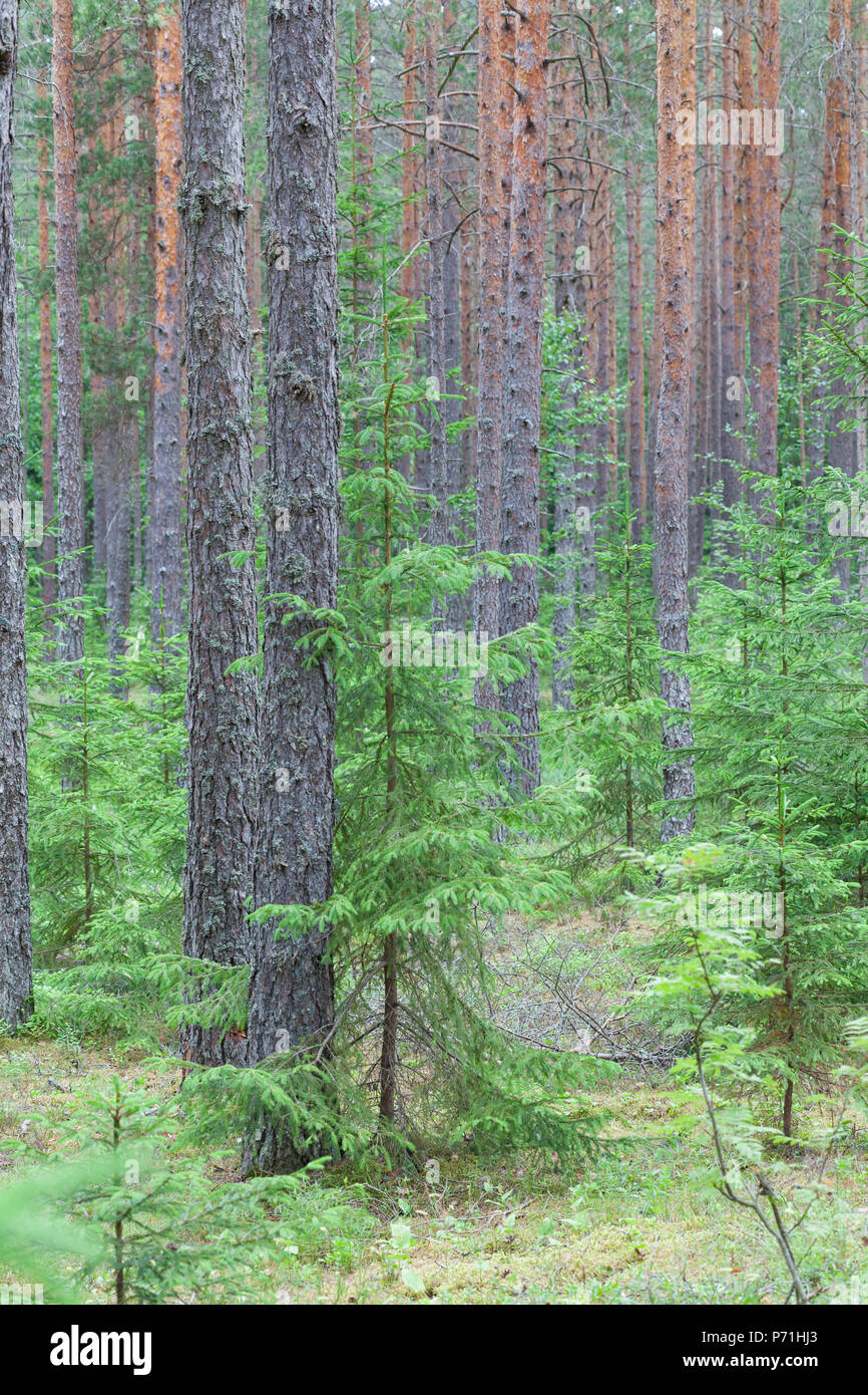 Pineta con abete rosso nel sottobosco nella regione di Leningrado, Russia Foto Stock