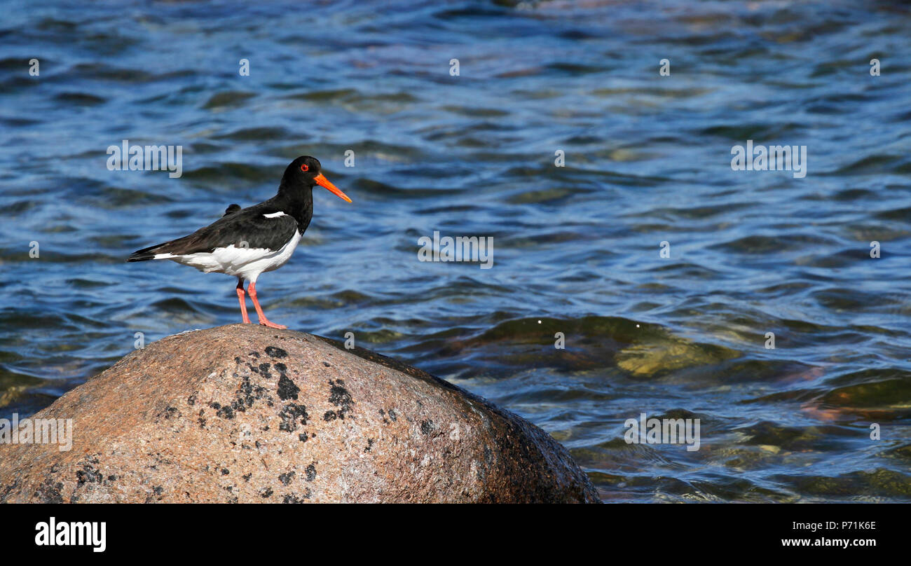 , Oystercatcher Haematopus ostralegus, in piedi su una pietra in riva al mare del Mar Baltico nell'isola di Gotland, Svezia. Foto Stock