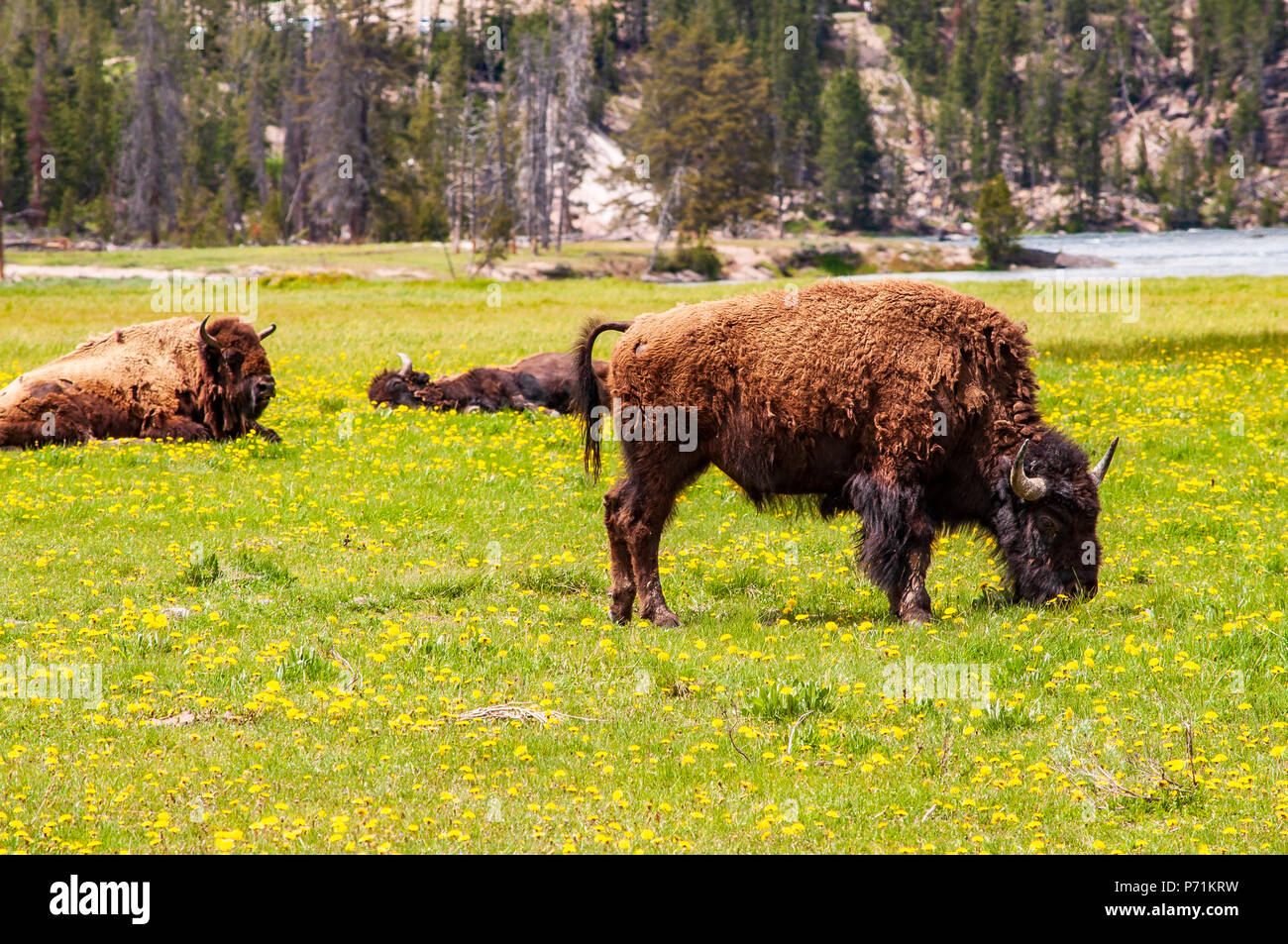 Bison pascolare con gli altri dormono in background Foto Stock