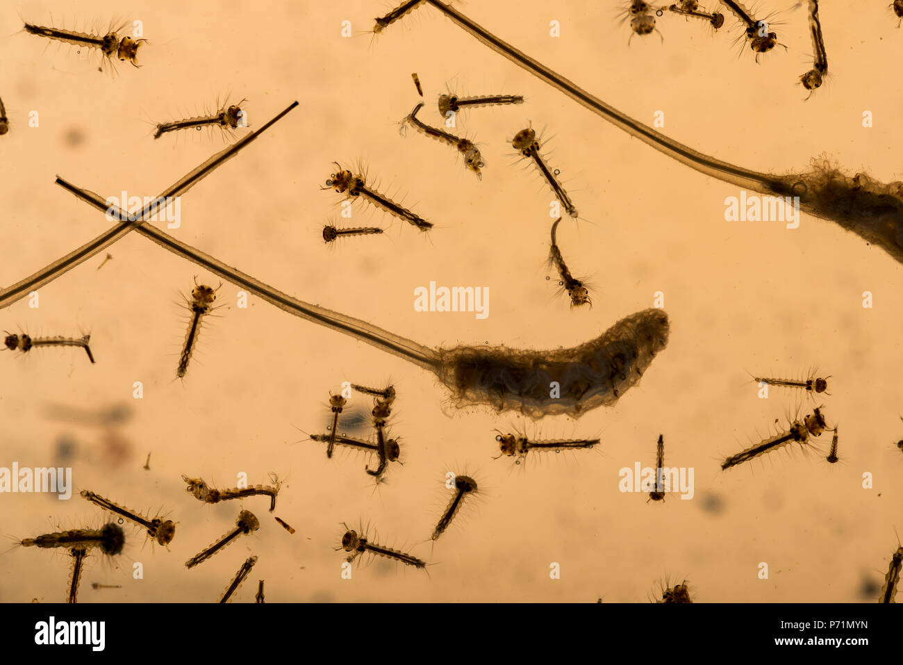 Mosquito Culicidae pupe e larve lungo con drone fly vermi dibattere in grimy nutriente azoto ricco di acqua di stagno di varie fasi di sviluppo Foto Stock