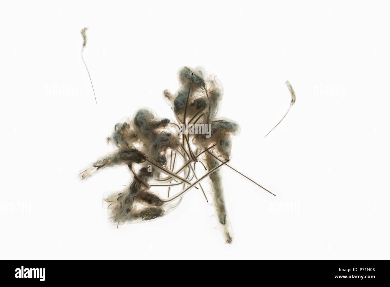 Rat-tailed vermi, Drone larve di mosca con interno il sistema digestivo che mostra chiaramente in alto lungo la lunghezza del corpo e la lunga coda a sifone Foto Stock