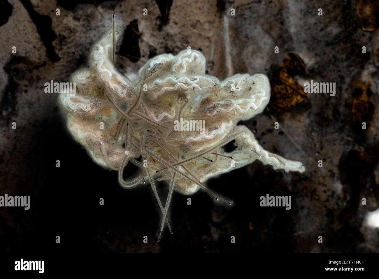 Rat-tailed vermi, Drone larve di mosca con interno il sistema digestivo che mostra chiaramente in alto lungo la lunghezza del corpo e la lunga coda a sifone Foto Stock