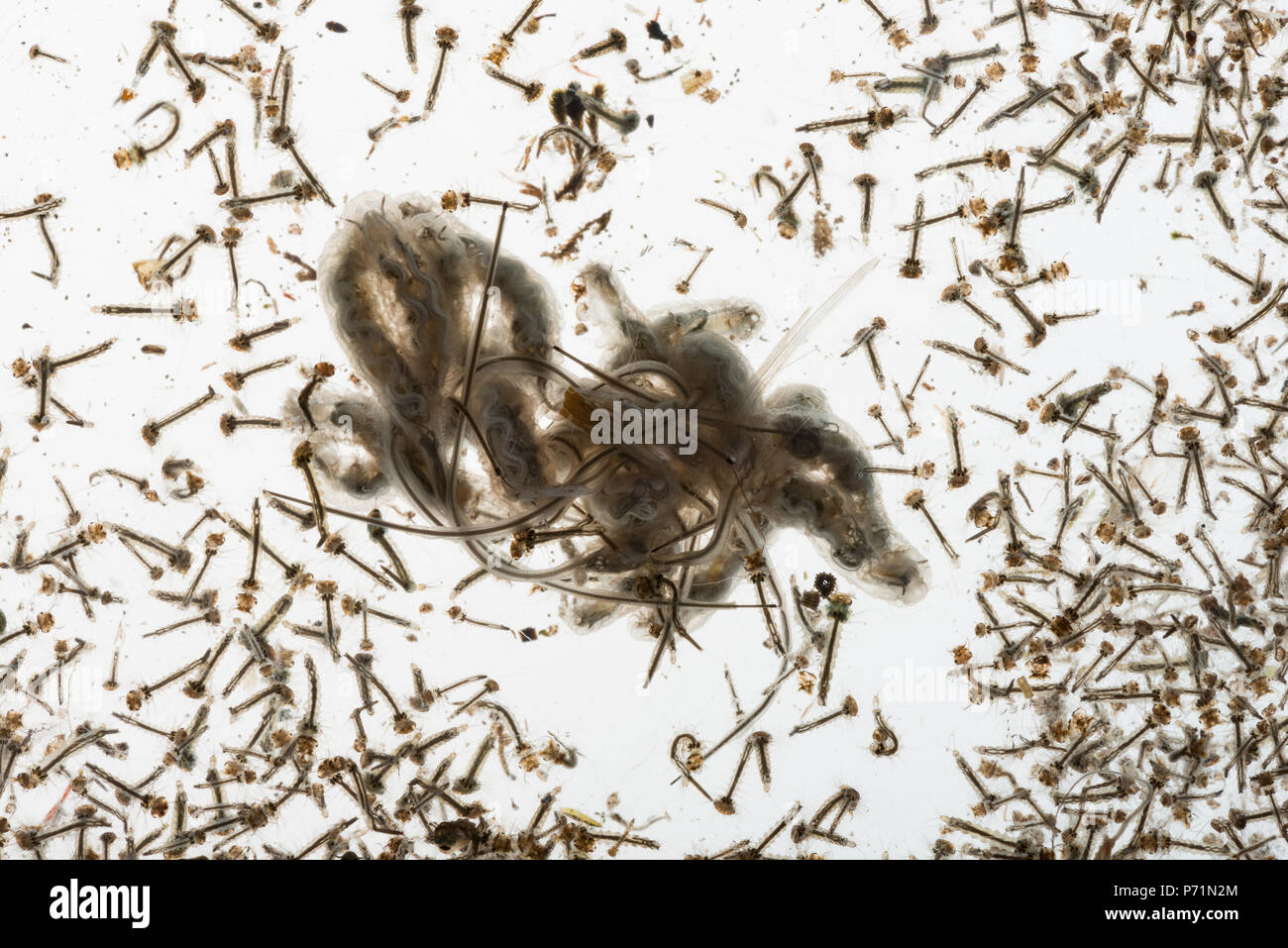Mosquito Culicidae pupe e larve lungo con drone fly vermi dibattere in acqua di stagno di varie fasi di sviluppo che mostra la struttura interna Foto Stock