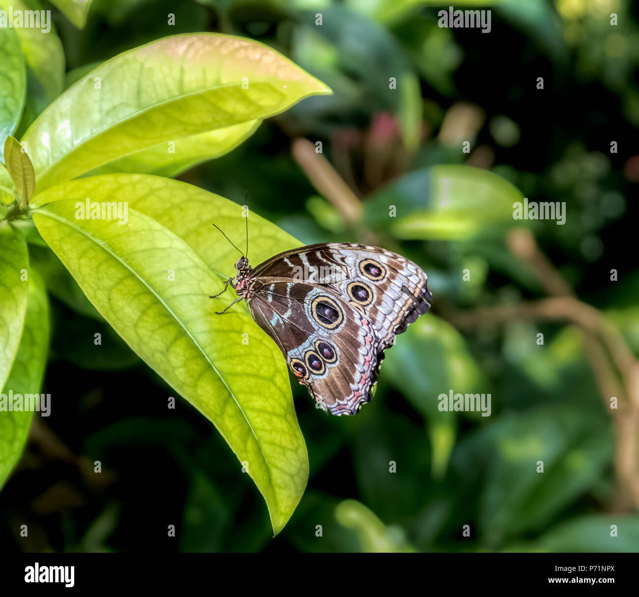 Blue Morpho Butterfly con ante chiuse che mostra eyespots sulla foglia verde. Foto Stock