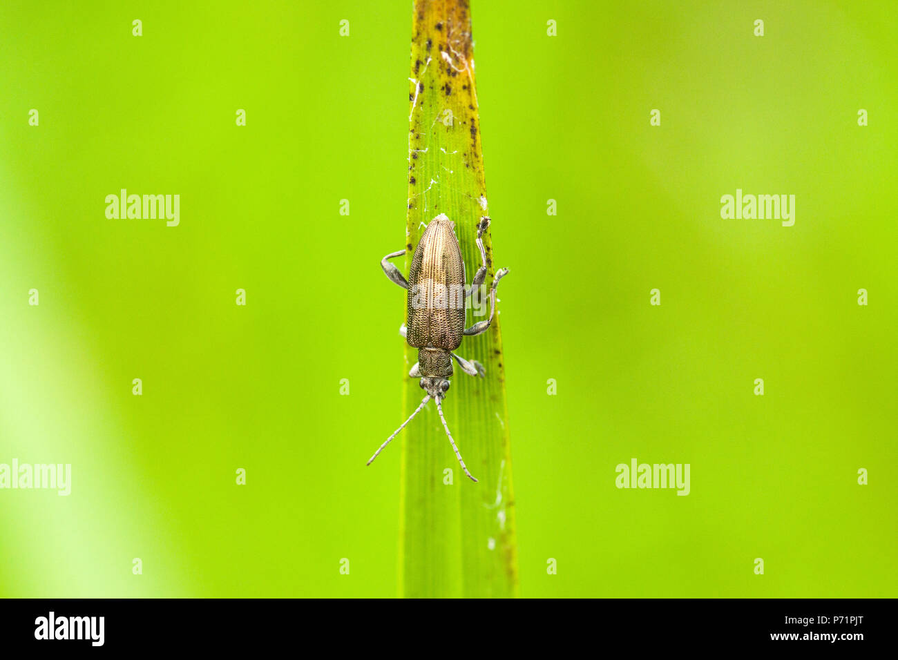 Una foglia acquatica beetle (Donacia sp.) su una foglia. Foto Stock