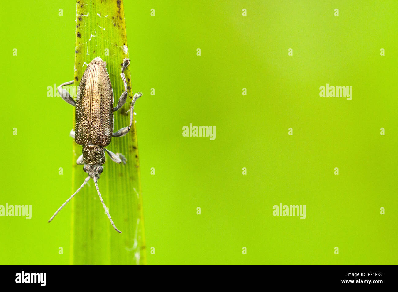 Una foglia acquatica beetle (Donacia sp.) su una foglia. Foto Stock
