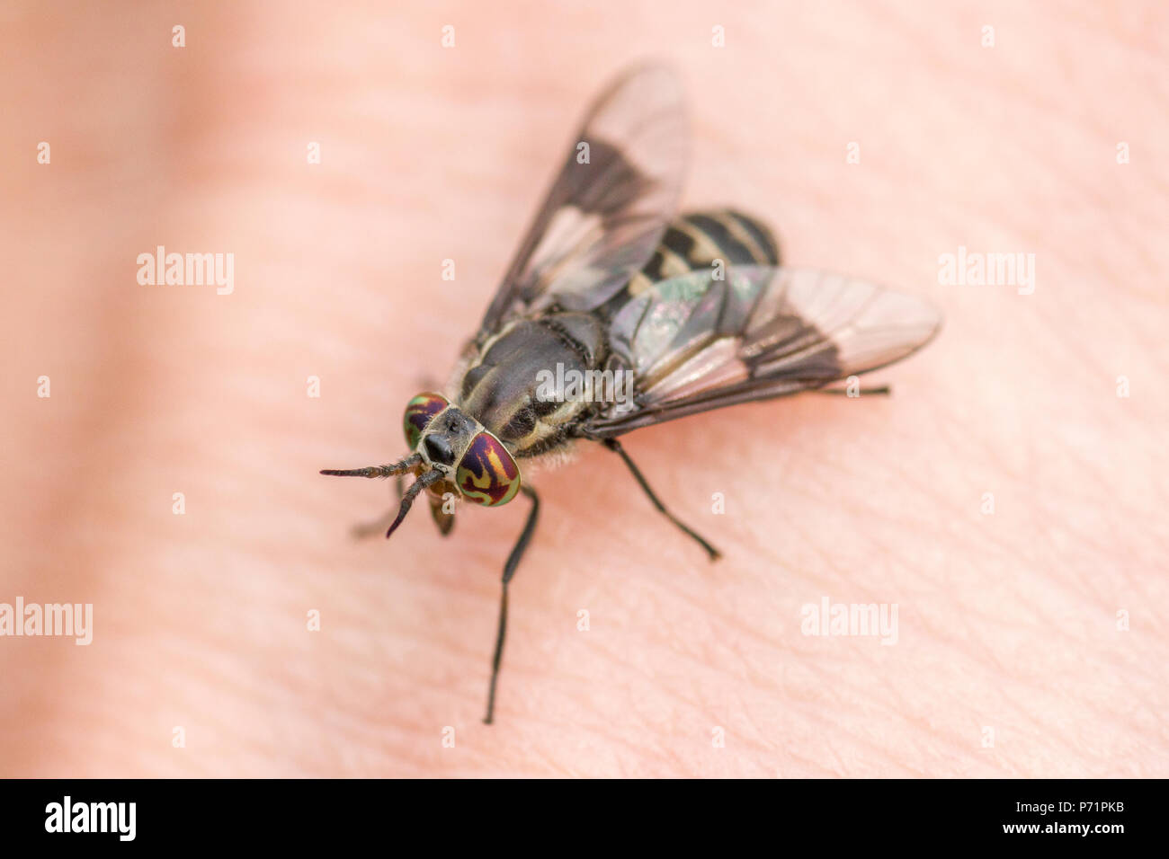 Un cervo fly (Chrysops sp.) circa a mordere una mano umana. Foto Stock